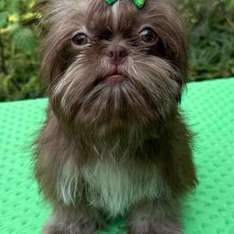 Niko - Liver male Shih Tzu puppy in Corpus Christi, Texas from Pam Crump Shih Tzu