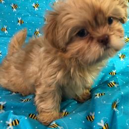 Shih Tzu puppies from Your Fuzzy Puppy