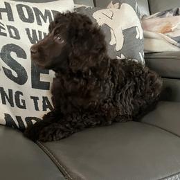 Tisha (formerly Colt) has found his furever home - Brown male Poodle puppy in Mechanicsburg, Pennsylvania from Ashton’s Standards