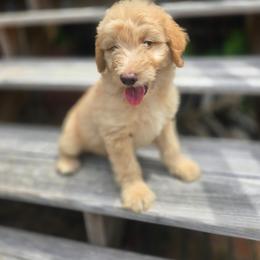 Cypress - Cream male Aussiedoodle puppy in Wilkinsville, South Carolina from Feather Branch Farm and Kennel
