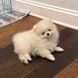 Carl - Cream male Pomeranian puppy in Lyons, Georgia from Its a Poms Life Kennel