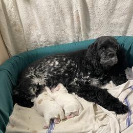 Peaches - Cocker Spaniel