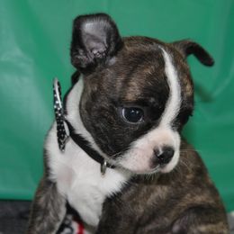 Rodwin - Brindle and white male Boston Terrier puppy in Brooksville, Florida from Delamorés Pups