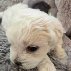 Flurry - Cream male Shichon puppy in Carmel, Indiana from S&S Pups