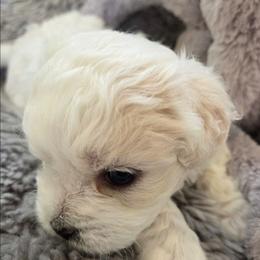 Flurry - Cream male Shichon puppy in Carmel, Indiana from S&S Pups