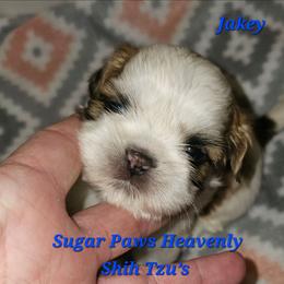 5th born - Tricolor male Shih Tzu puppy in Havelock, North Carolina from Sugar Paws Heavenly Shih Tzu’s