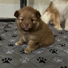 Rally - Chocolate sable male Pomeranian puppy in Inola, Oklahoma from My Bella’s Pomeranians
