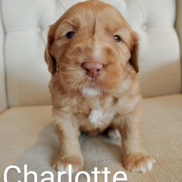 Australian Labradoodle Puppies from Lavender Fields Australian Labradoodles