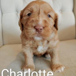 Australian Labradoodle Puppies from Lavender Fields Australian Labradoodles