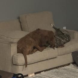 Poodle and Whippet All Grown Up from Charleston Reds Standard Poodles and Whippets
