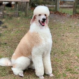 Teddy - Poodle