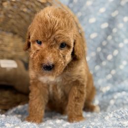 Vixen - Red  male Poodle puppy in Grinnell, Iowa from Rural Iowa Aussies & Doodles