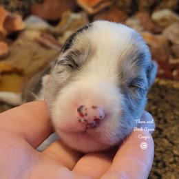 Citrine - Brindle merle and white male Cardigan Welsh Corgi puppy in Winston, Oregon from There and Back Again Corgis