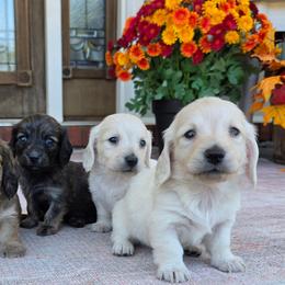 Poppy - Cream female Dachshund puppy in Ashford, Alabama from Circle City Dachshunds