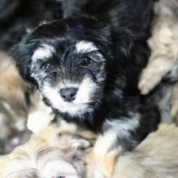 Beauty - Black and tan female Cavapoo puppy in Medina, Ohio from Momma's Minis