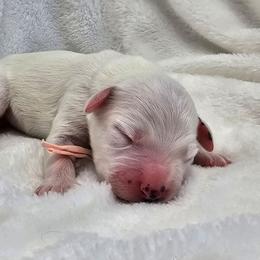 Peach - White and black female Dalmatian puppy in Gray, Georgia from Fuller Spots