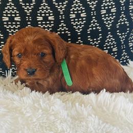 Clover - Red male Cavapoo puppy in Malad City, Idaho from FreckledCowgirlPuppies