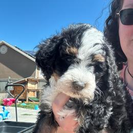 Bella - Tri-color female Bernedoodle puppy in Eagle Mountain, Utah from Liberty Farms Puppies