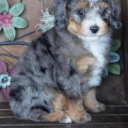 Boy 5 - Blue merle male Aussiedoodle puppy in Lawton, Oklahoma from Lindsey’s Aussies
