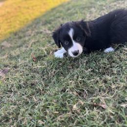 Jonah - Black tri male Miniature Australian Shepherd puppy in Azle, Texas from Weston Family Farms