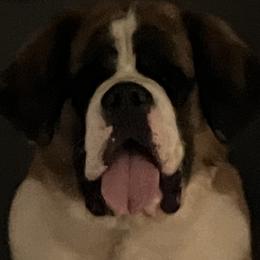 Saint Bernards from KP Saint Bernards