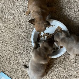 French Bulldog Puppies from Roley Poley Frenchies