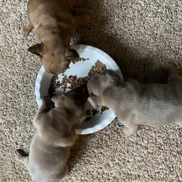 French Bulldog Puppies from Roley Poley Frenchies