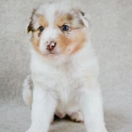 Stetson - Red merle male Australian Shepherd puppy in Aberdeen, North Carolina from Huckleberry Hill Aussies LLC.