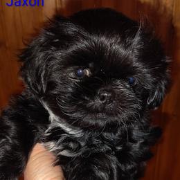 Jaxon - Black male Shih Tzu puppy in Palmyra, New York from Karen's Tzus of Palmyra-Macedon