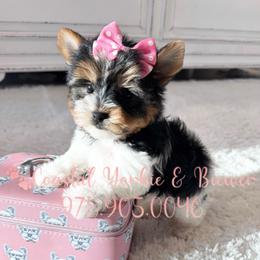 Bella beauty petite - Black tan and white female Biewer Terrier puppy in North Chelmsford, Massachusetts from Coastal Yorkshire Terrier Yorkies & Biewer Terriers