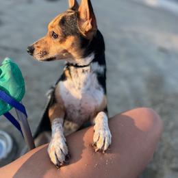 Koby - Black male Chihuahua puppy in Camden, New Jersey from Maldonado Pet Life Breeder LLC.