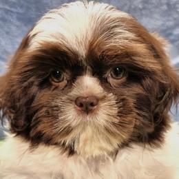 ROSALEE - Liver and white female Shih Tzu puppy in Candler, North Carolina from Pup-Tzu WNC