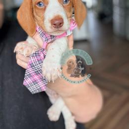 Blue Eyed Barney - Piebald male Dachshund puppy in Marion, Ohio from Doodles & Doxies