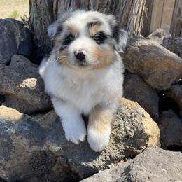 Australian Shepherd Puppies from Storybrooke Australian Shepherds