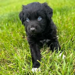 RAE - Black & white female Australian Shepherd puppy in Christiana, Tennessee from Vaught Family Farm