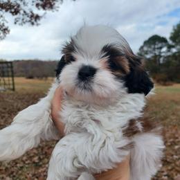 Shih Tzu Puppies from Tiny Bubbles Shih Tzus