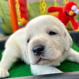 Girl 5 - Yellow female Labrador Retriever puppy in Gilbert, Arizona from Mad Rabbit Labradors