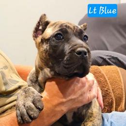 Light Blue Collar - Tiger female Perro de Presa Canario puppy in Pocahontas, Illinois from Cabeza Grande Kennel