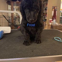 Frost - Poodle puppy in Kentucky from Stacey's Poodles