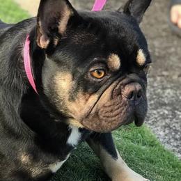 French Bulldogs from Island-Edge Kennels