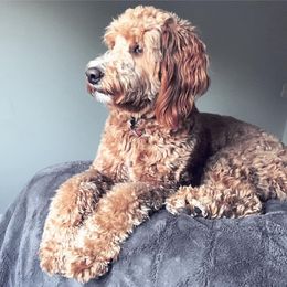 Goldendoodle All Grown Up from Midwest Companions