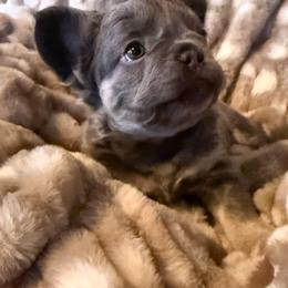Moe - Blue male French Bulldog puppy in Klamath Falls, Oregon from S-D Frenchies