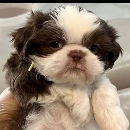 Shih Tzu Puppies from Mayra’s Shih Tzus
