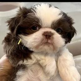 Shih Tzu Puppies from Mayra’s Shih Tzus