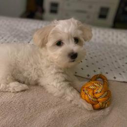 Coton de Tulear and Poodle Puppies from Legacy Pets