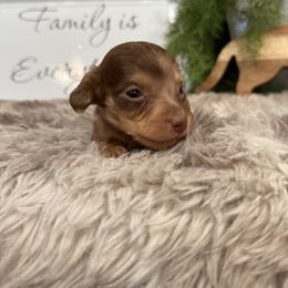 Barkley - Chocolate and cream male Dachshund puppy in Stilwell, Oklahoma from B & K Dachshunds