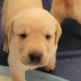 Labrador Retriever Puppies from MnK Family Labs