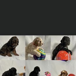 Cockapoo Puppies from Misha’s Miracles