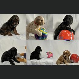 Cockapoo Puppies from Misha’s Miracles