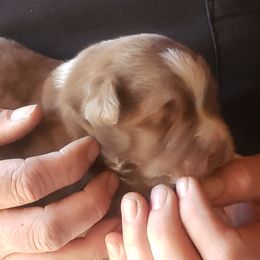 Australian Shepherd Puppies from Eon's Aussies